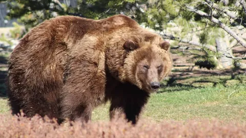 中国短道速滑队北京世巡赛三金在手，韩国赛事在即
